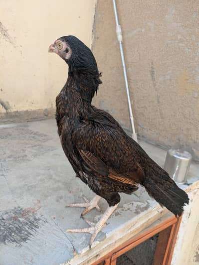Pure shajri madi and pathi, Full high quality birds. Pure Shajri madi
