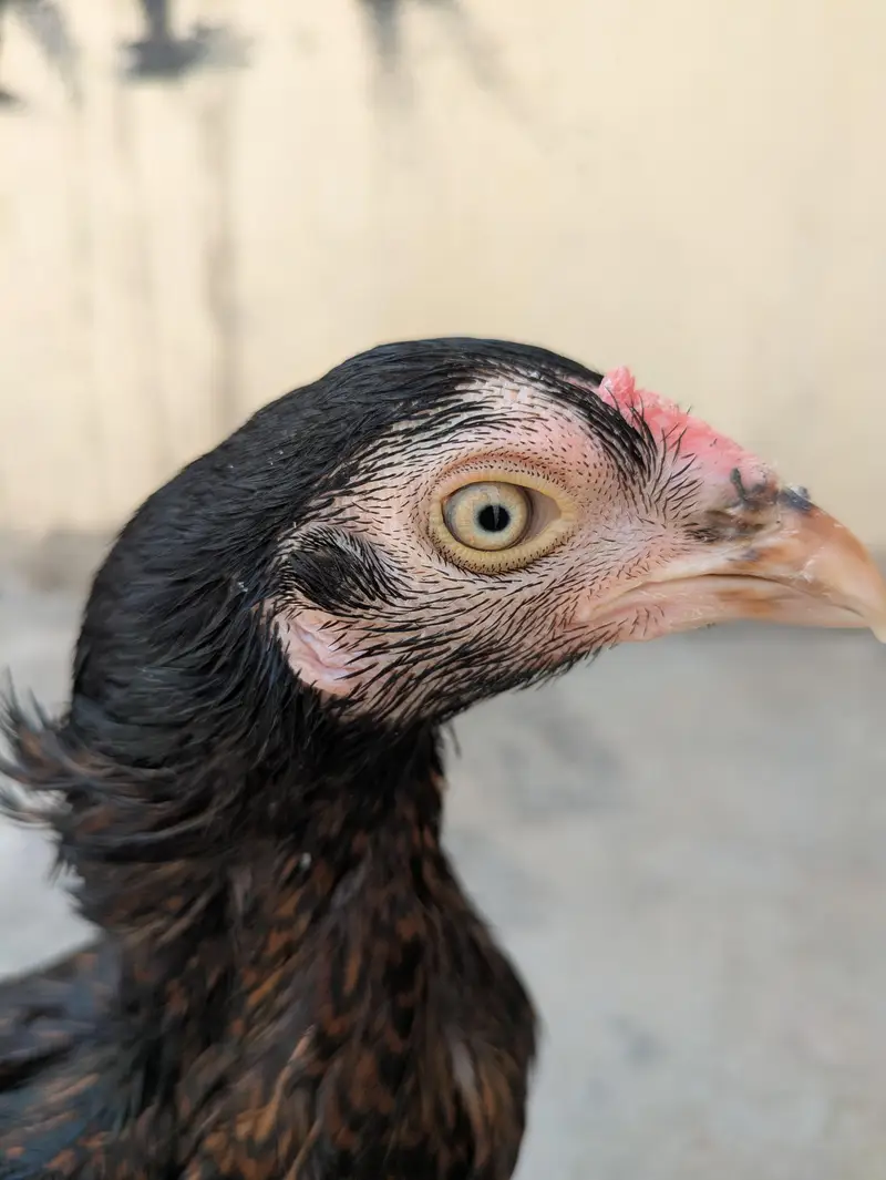 Pure shajri madi and pathi, Full high quality birds. Pure Shajri madi — photo 2
