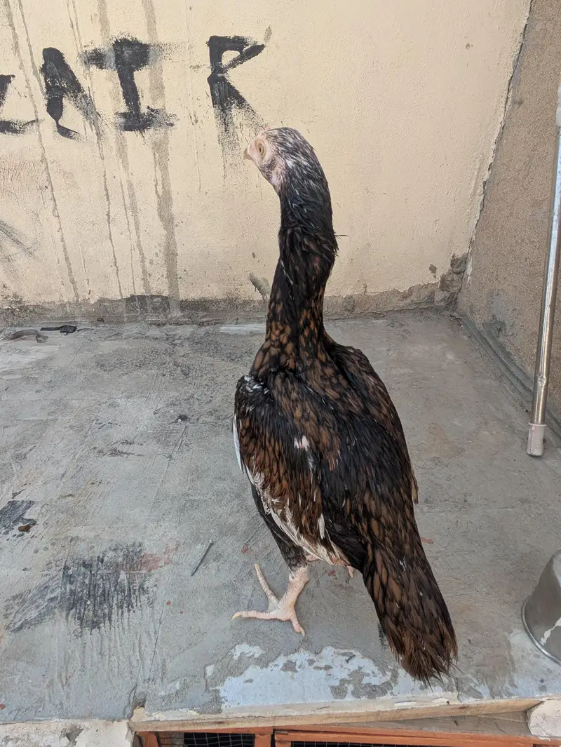 Pure shajri madi and pathi, Full high quality birds. Pure Shajri madi — photo 3