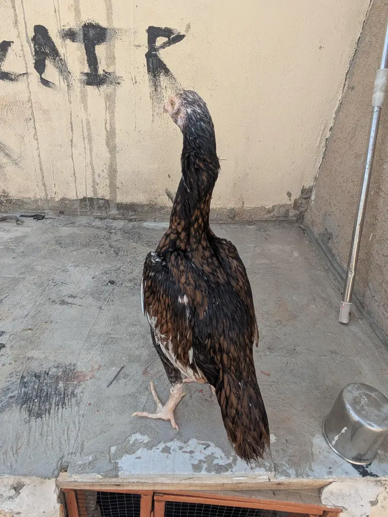 Pure shajri madi and pathi, Full high quality birds. Pure Shajri madi — photo 4