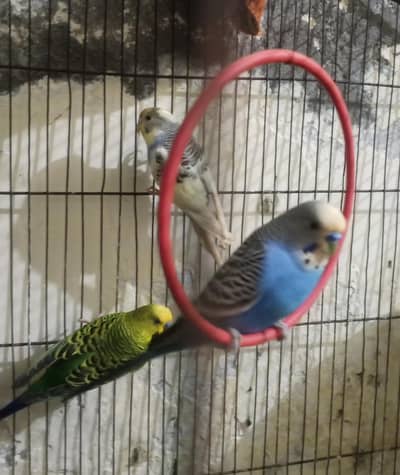 3 Bajri Parrots + Cage for Sale – Rs. 2500 Only