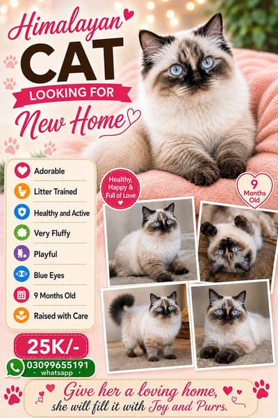 PURE BREED HIMALAYAN PERSIAN FEMALE PENTA COATED CAT