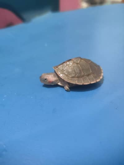 Indian flapshell turtle (Lissemys punctata) baby turtle