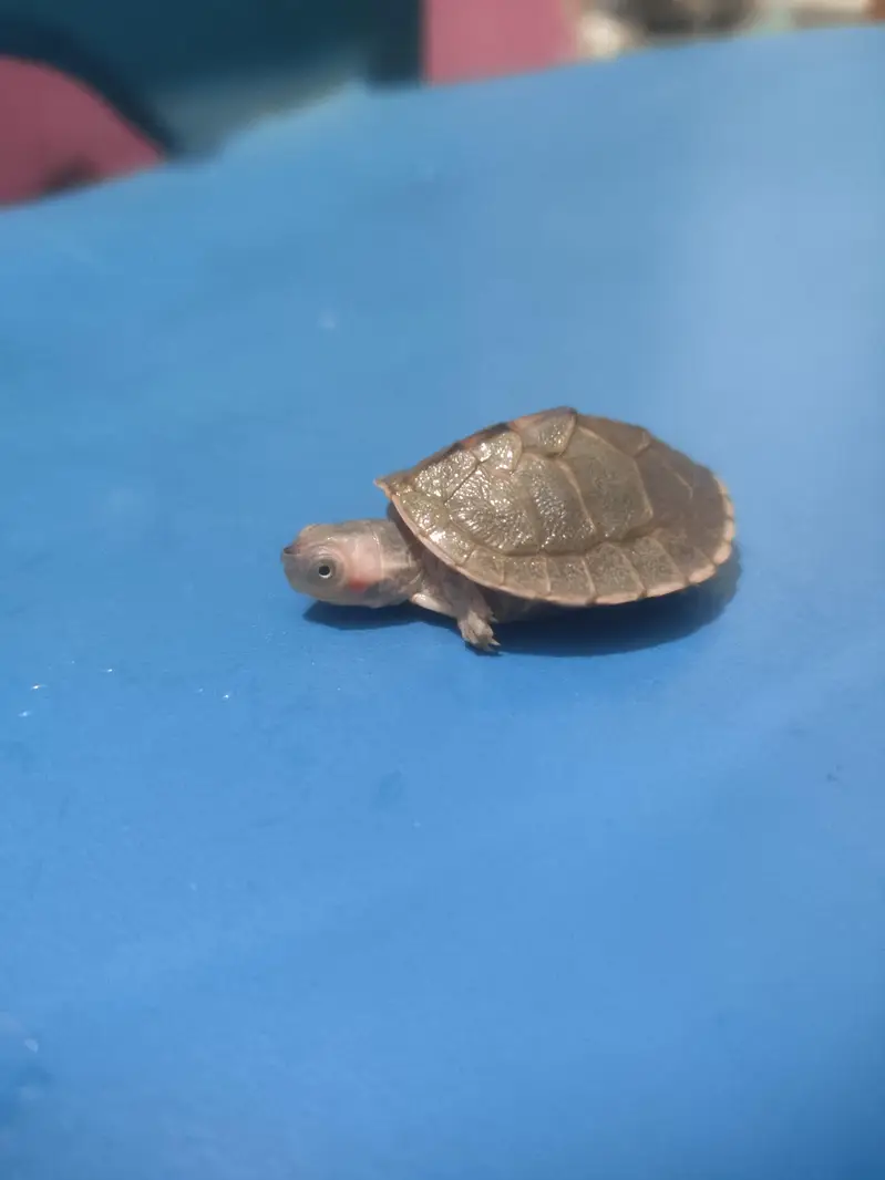 Indian flapshell turtle (Lissemys punctata) baby turtle