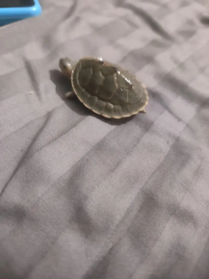 Indian flapshell turtle (Lissemys punctata) baby turtle — photo 2