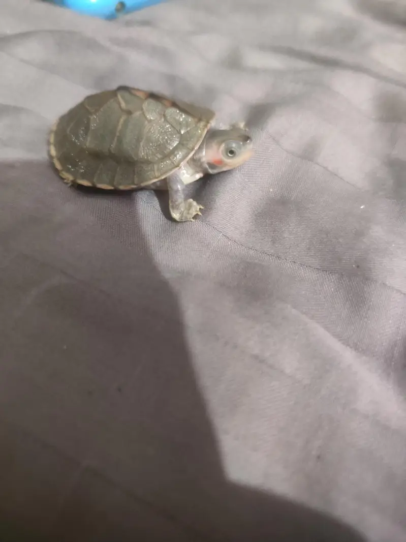 Indian flapshell turtle (Lissemys punctata) baby turtle — photo 3