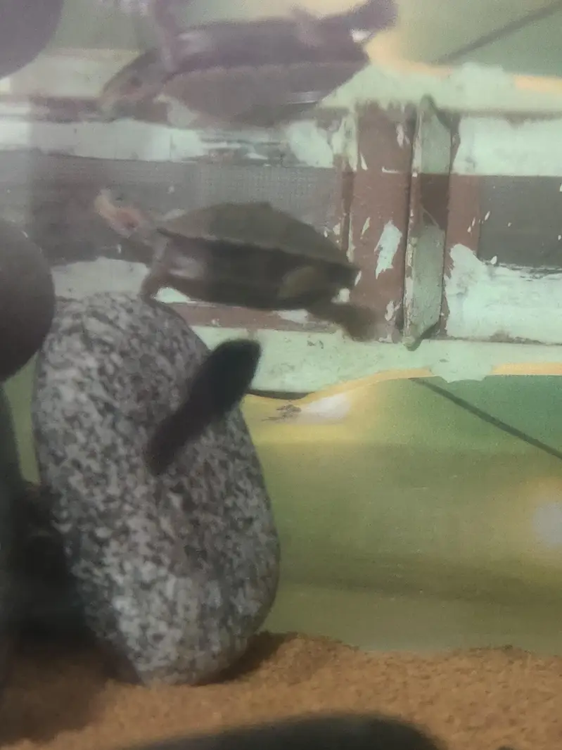Indian flapshell turtle (Lissemys punctata) baby turtle — photo 4