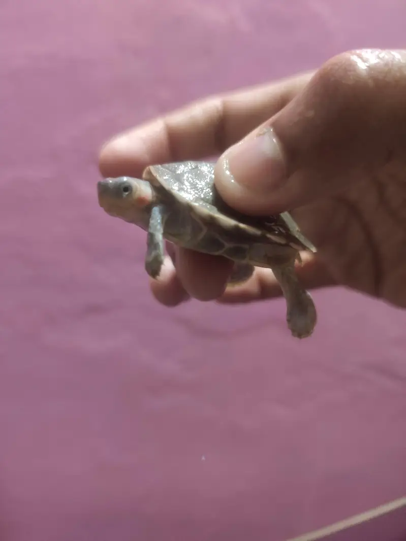 Indian flapshell turtle (Lissemys punctata) baby turtle — photo 5