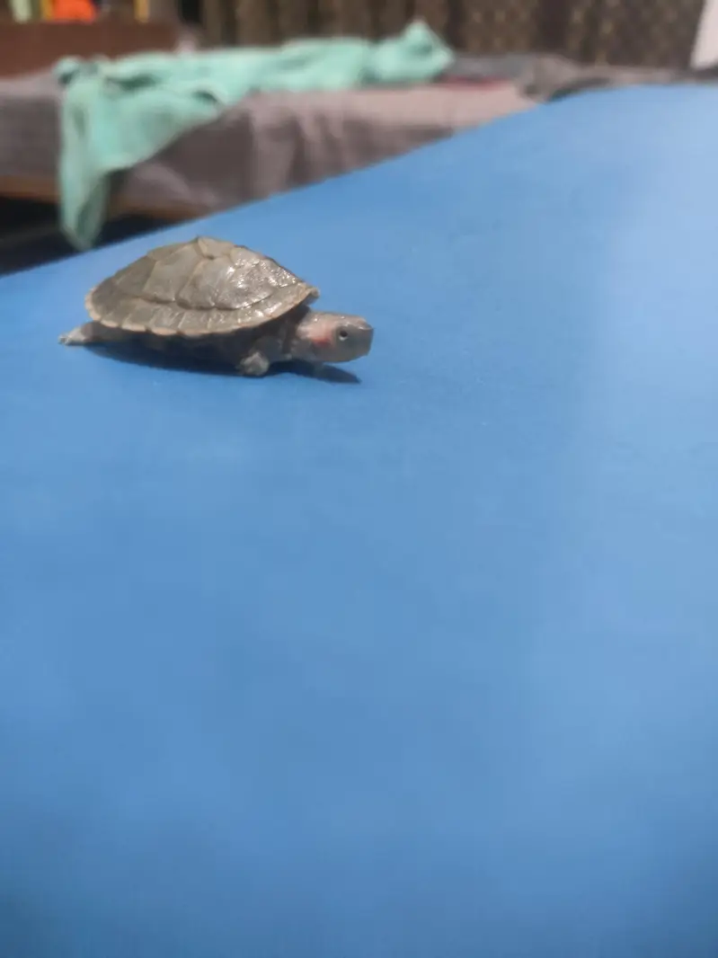 Indian flapshell turtle (Lissemys punctata) baby turtle — photo 6