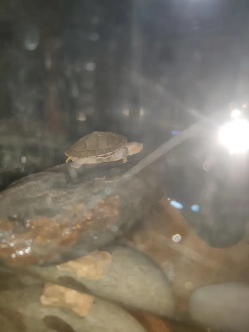 Indian flapshell turtle (Lissemys punctata) baby turtle — photo 7