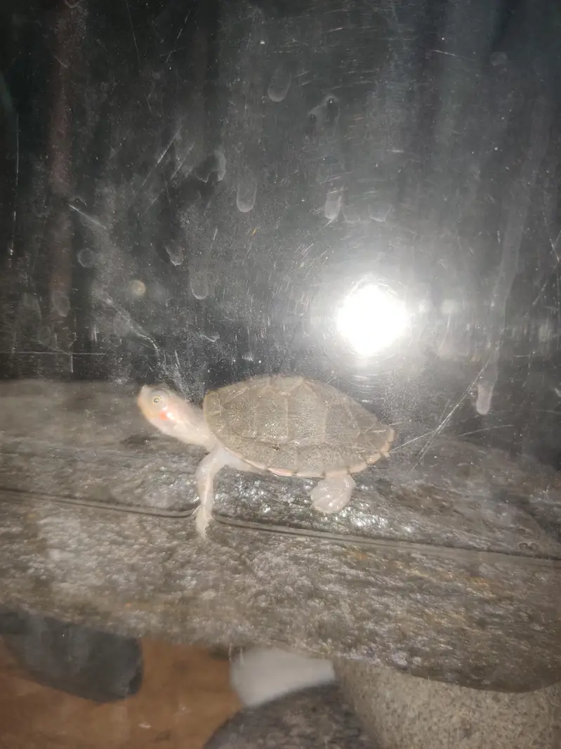 Indian flapshell turtle (Lissemys punctata) baby turtle — photo 8