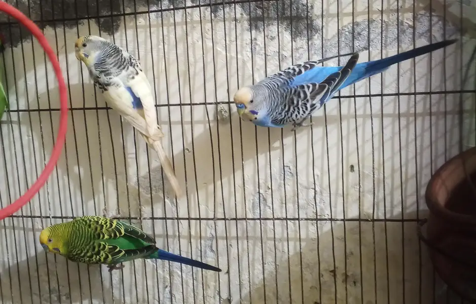 3 Bajri Parrots + Cage for Sale – Rs. 2500 Only — photo 2