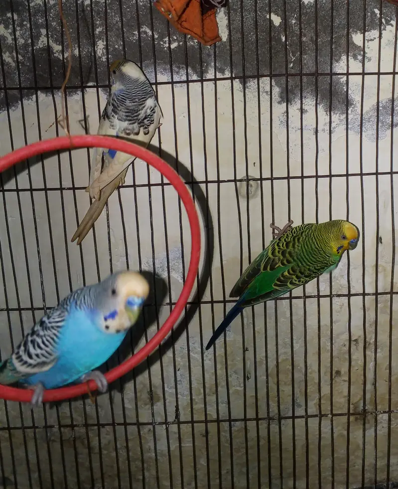 3 Bajri Parrots + Cage for Sale – Rs. 2500 Only — photo 3