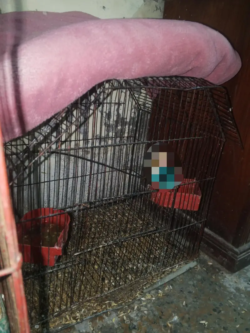 3 Bajri Parrots + Cage for Sale – Rs. 2500 Only — photo 4