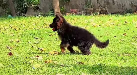 German Shepherd Puppy Long Coat