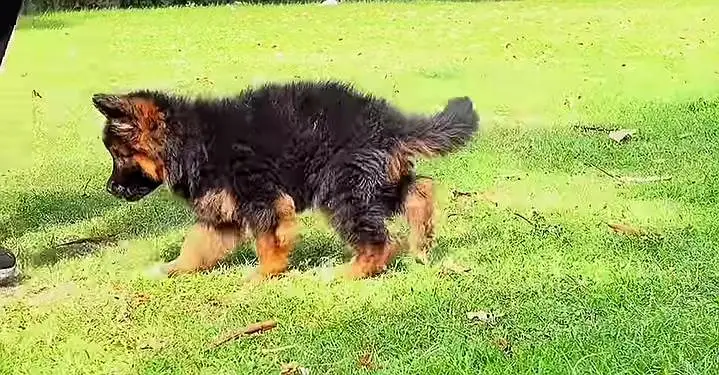 German Shepherd Puppy Long Coat — photo 2