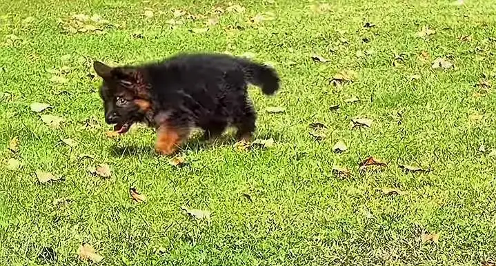 German Shepherd Puppy Long Coat — photo 3