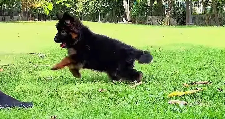 German Shepherd Puppy Long Coat — photo 4