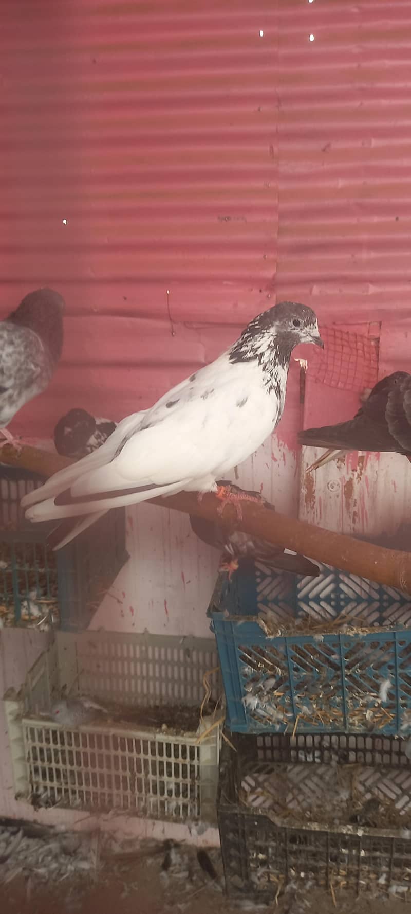 kabli 0