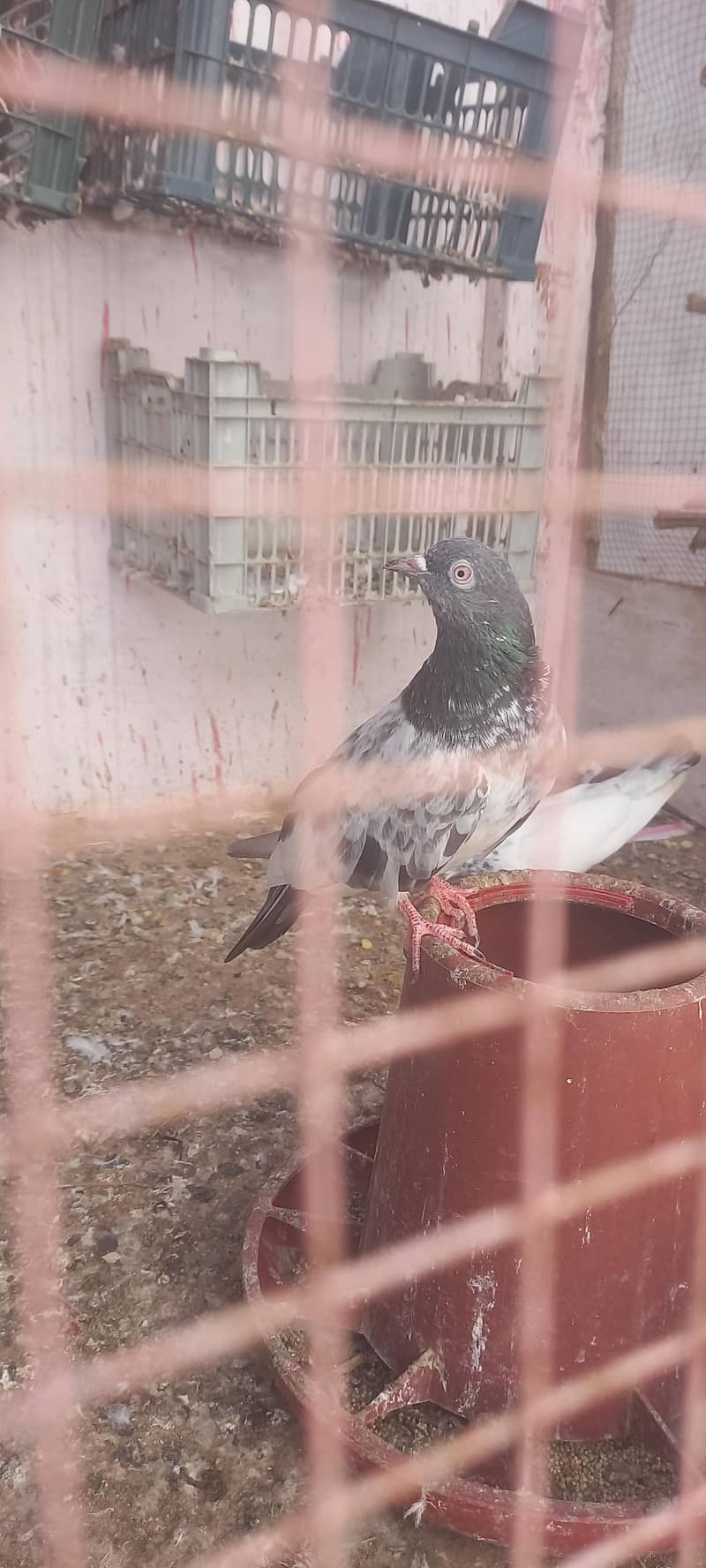 kabli 1