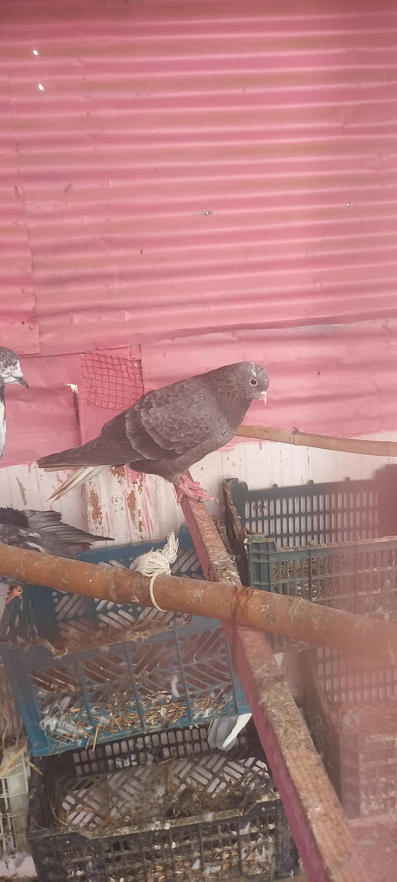kabli 2