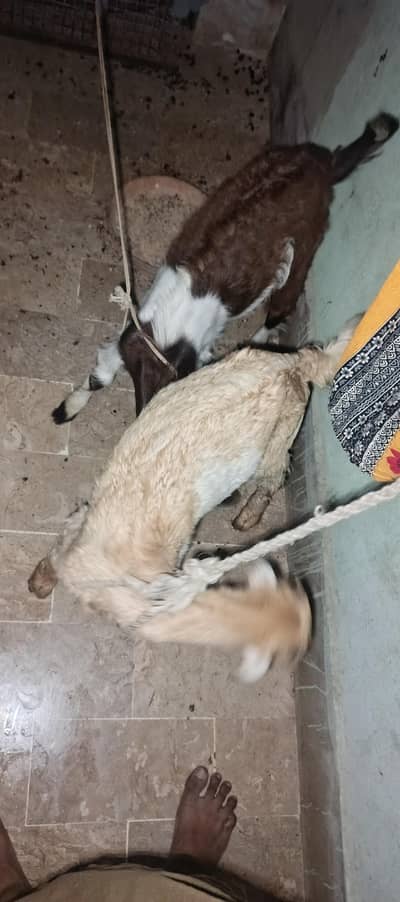 dono bakra he sale krna pese ki need he ana khud huga orangi tawan