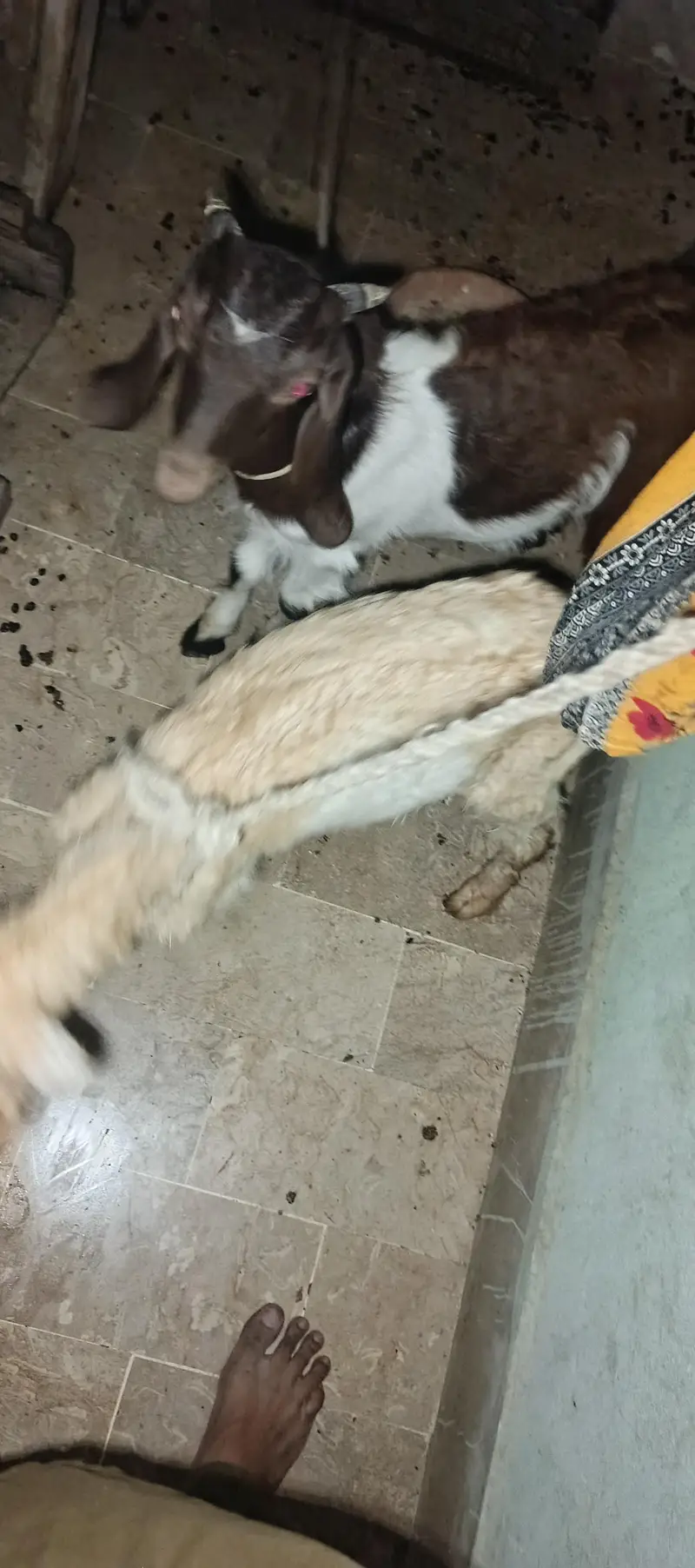 dono bakra he sale krna pese ki need he ana khud huga orangi tawan — photo 2