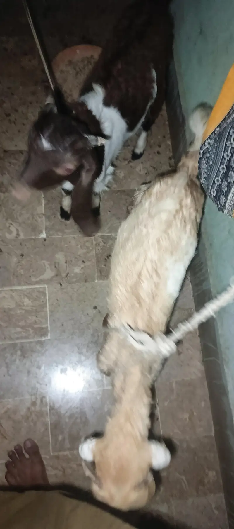dono bakra he sale krna pese ki need he ana khud huga orangi tawan — photo 3
