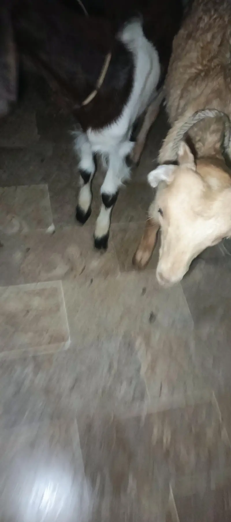 dono bakra he sale krna pese ki need he ana khud huga orangi tawan — photo 4