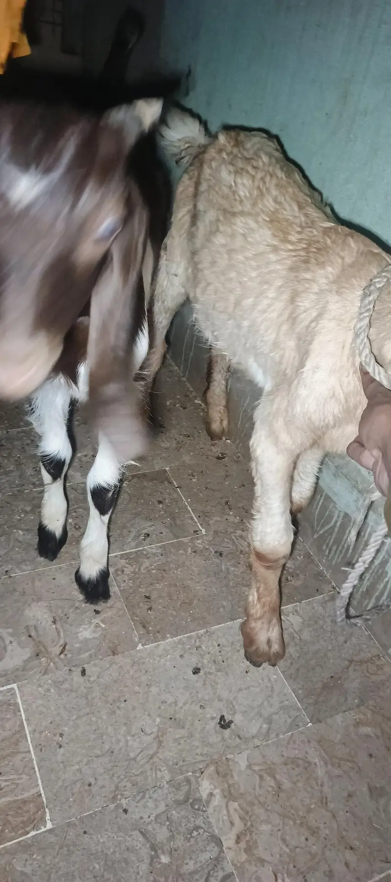 dono bakra he sale krna pese ki need he ana khud huga orangi tawan — photo 5