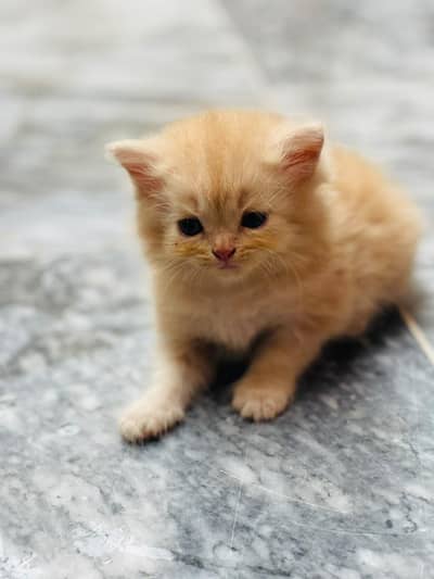 kitten sale