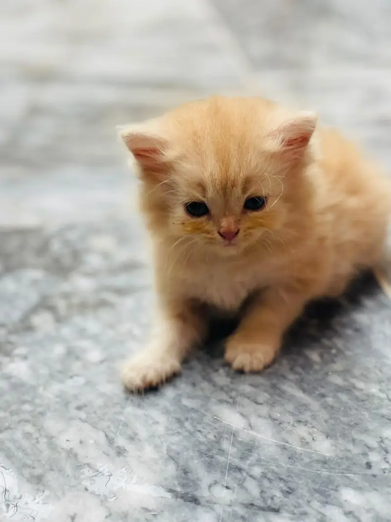 kitten sale — photo 2