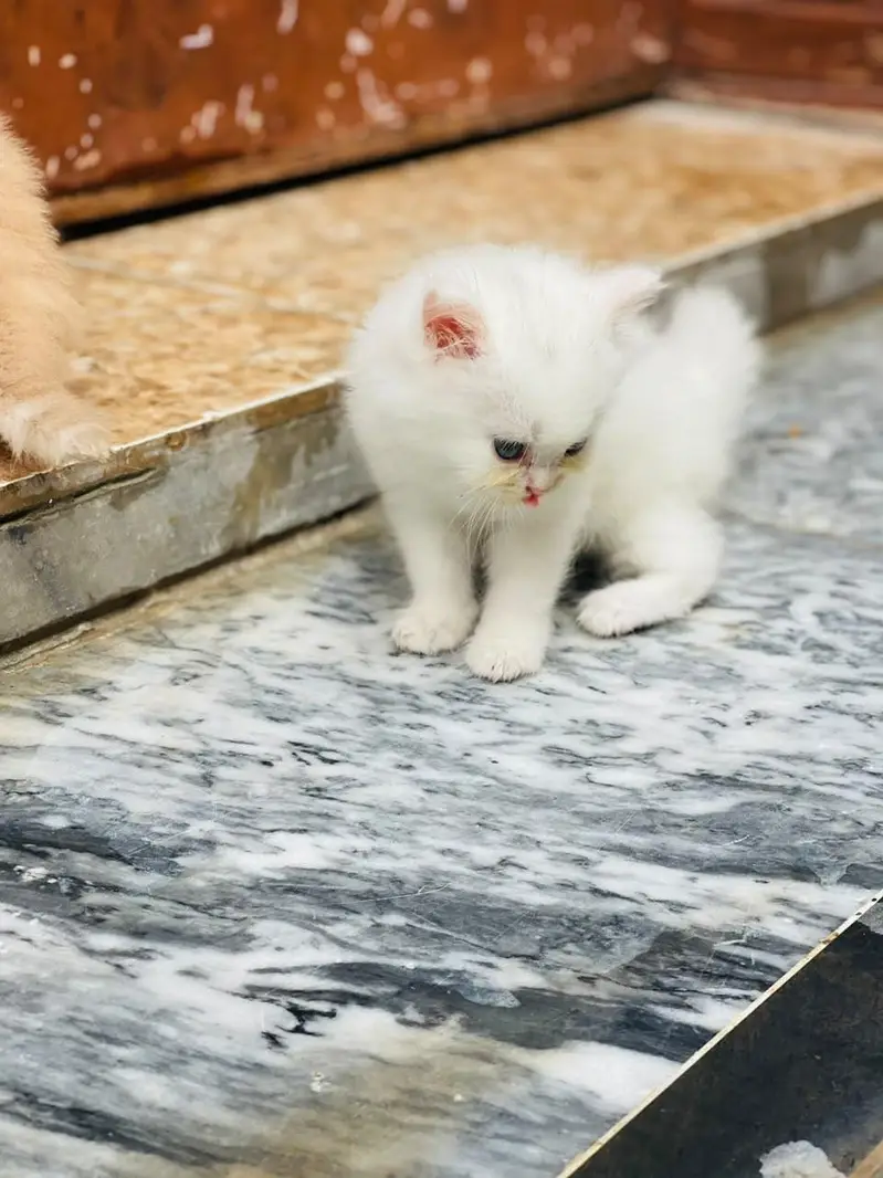 kitten sale — photo 3