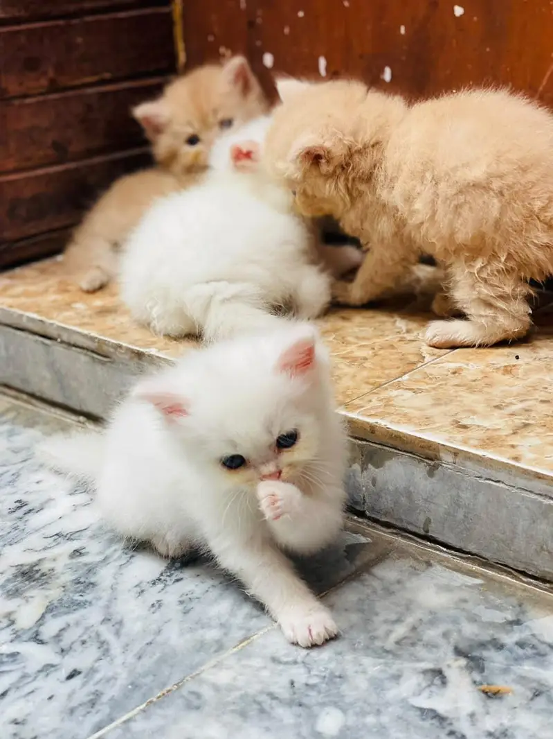 kitten sale — photo 4
