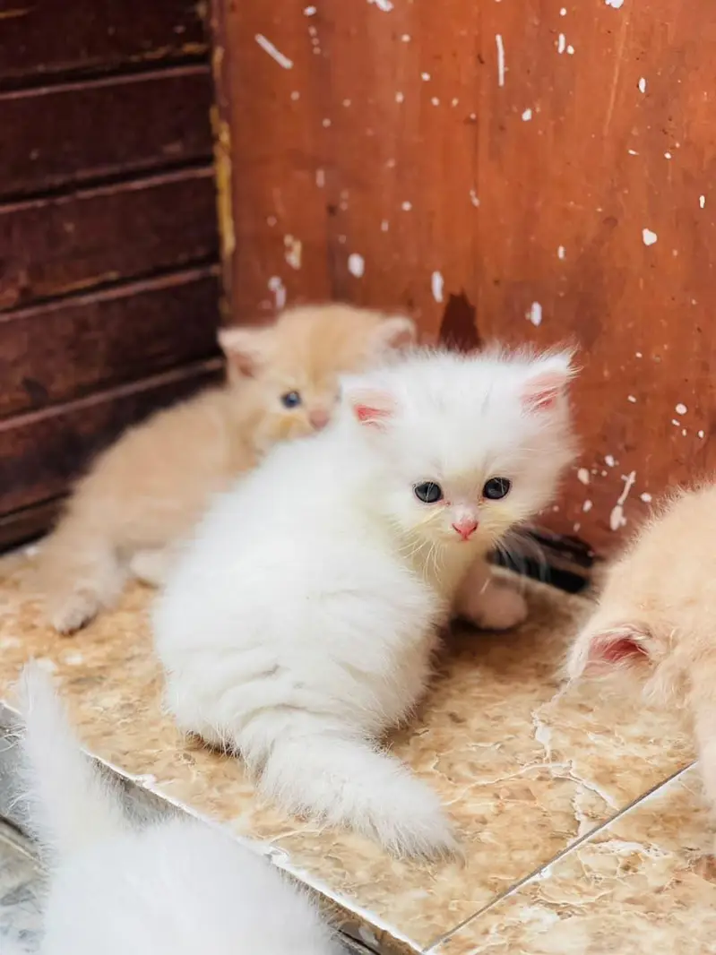 kitten sale — photo 5