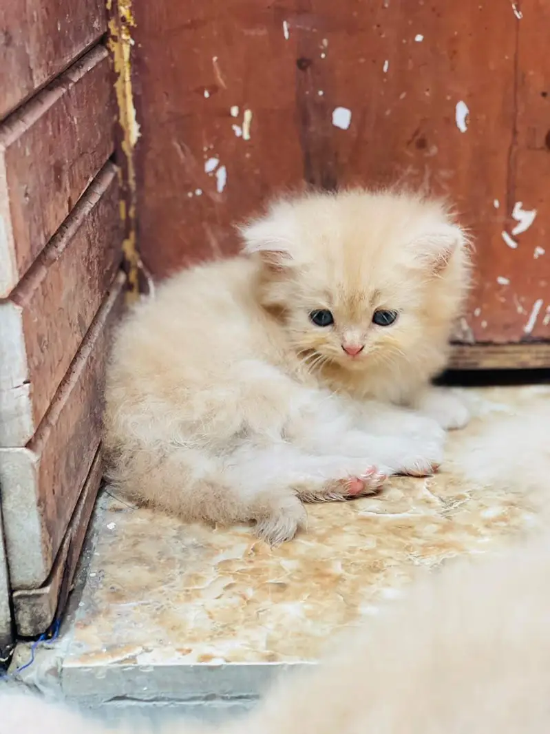 kitten sale — photo 6