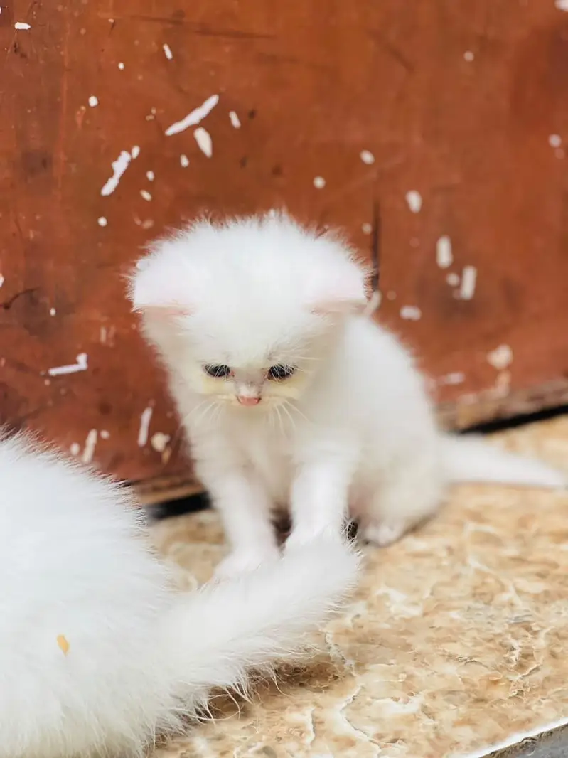 kitten sale — photo 7