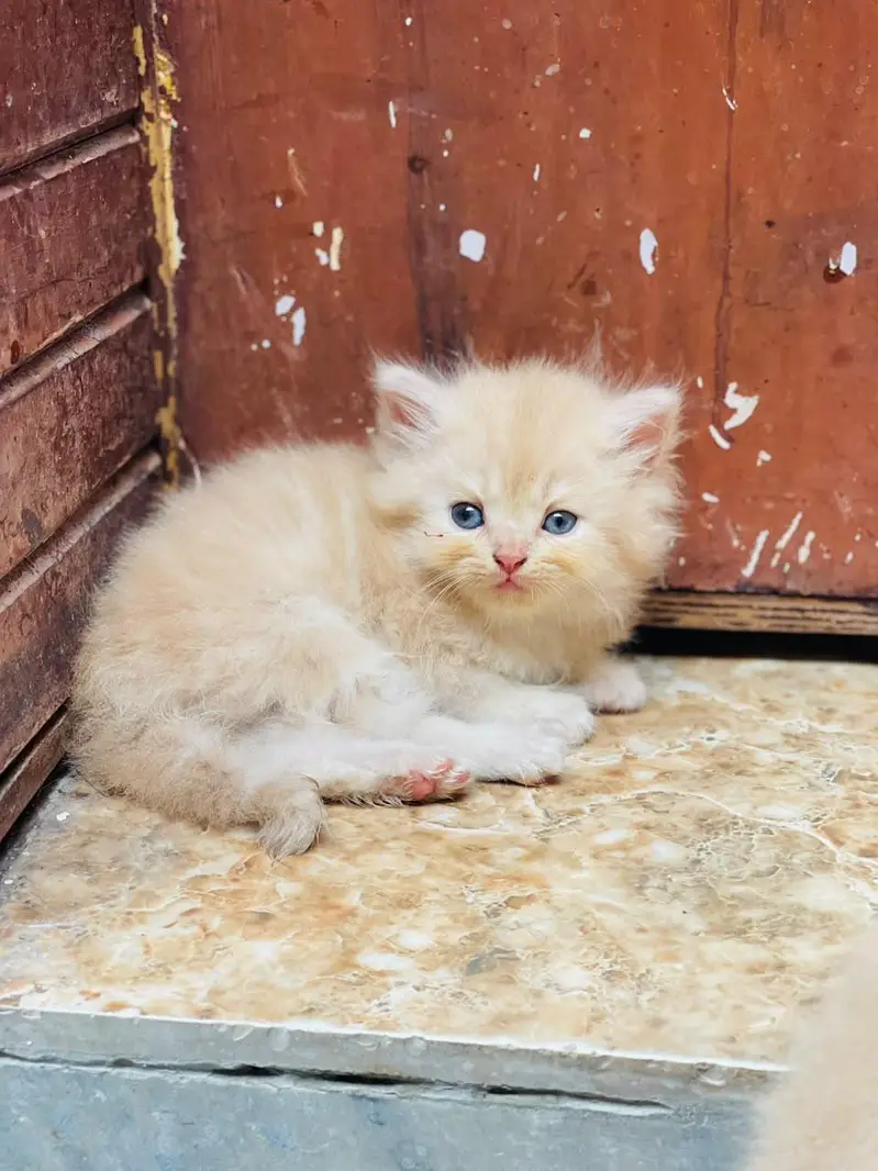 kitten sale — photo 8