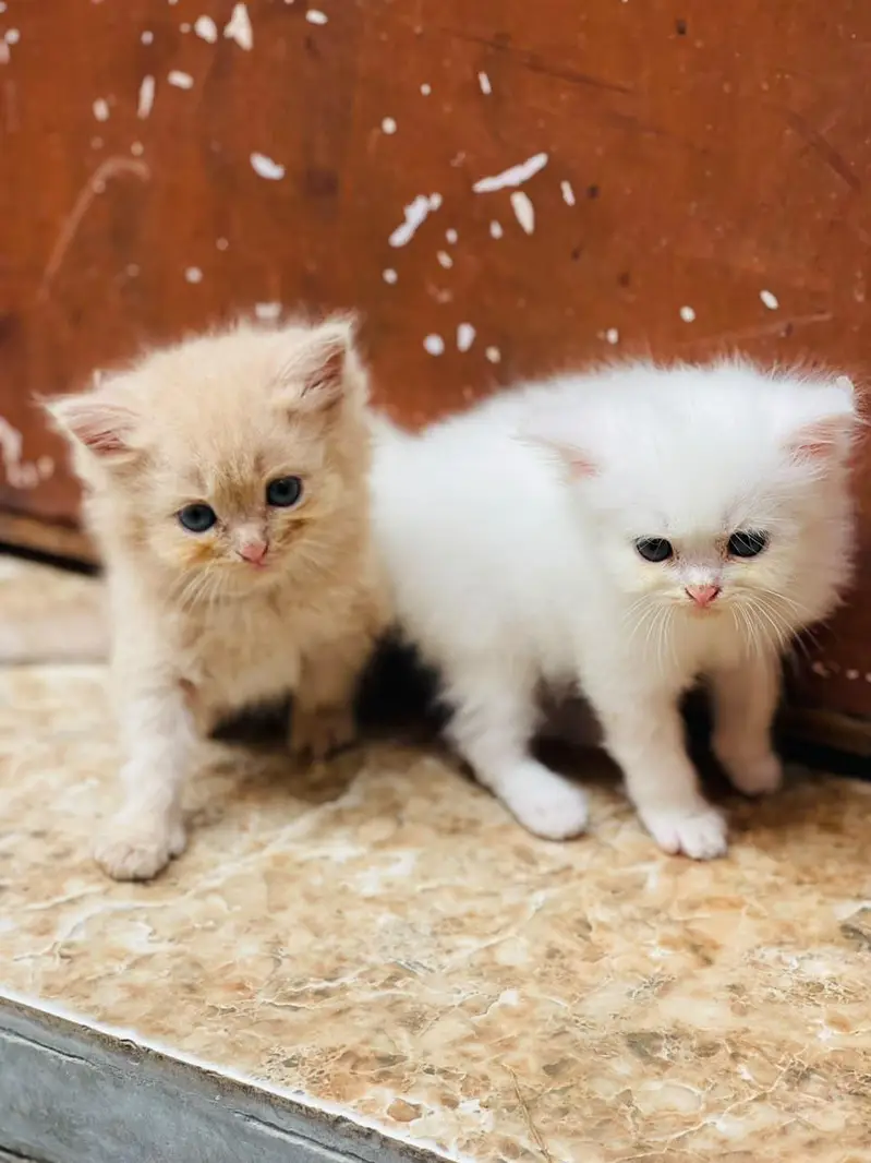 kitten sale — photo 9