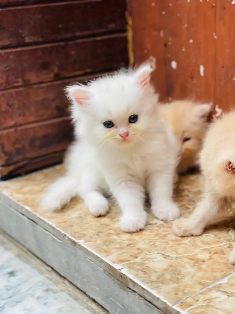 kitten sale — photo 10