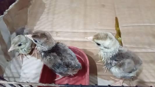 4 healthy peacock chicks available