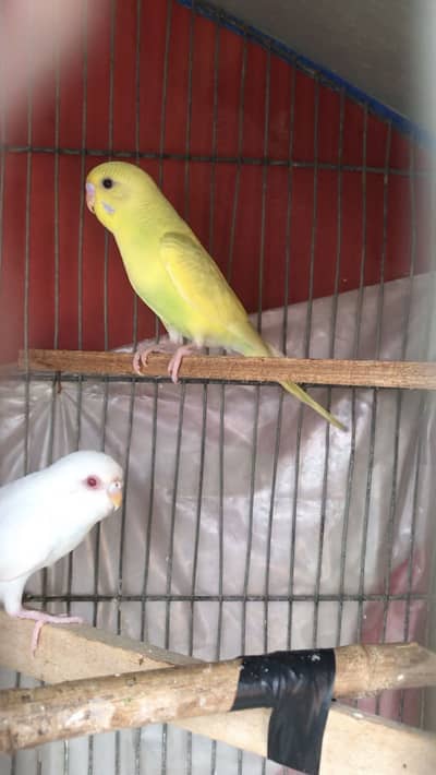 Breeder pair