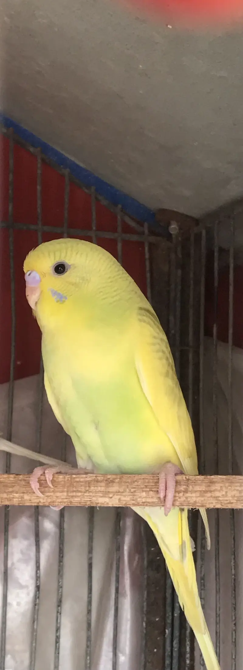 Breeder pair — photo 2