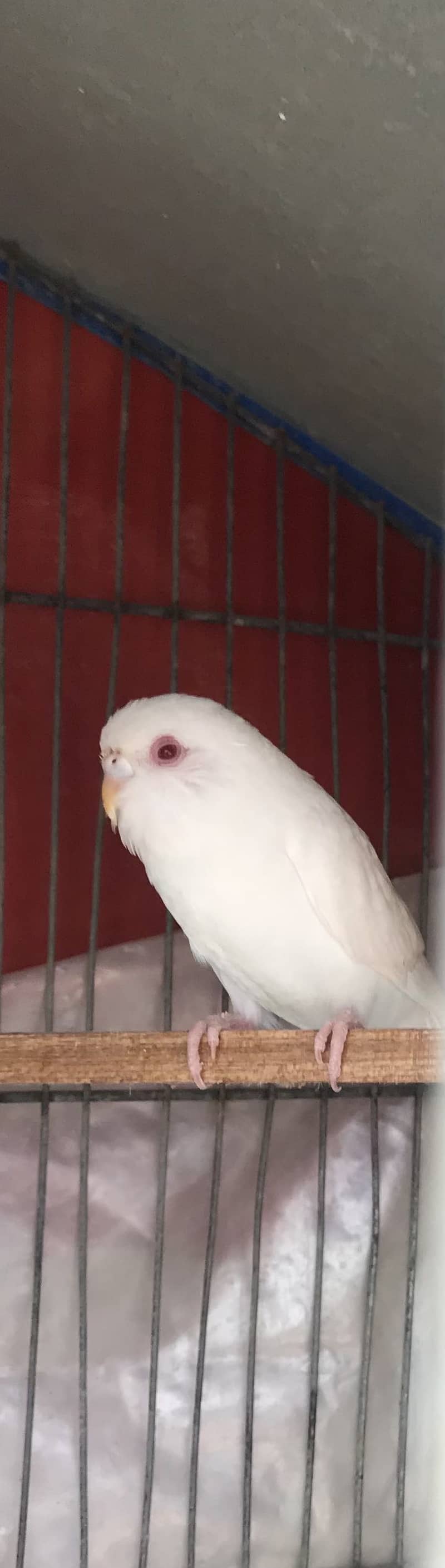 Breeder pair 2
