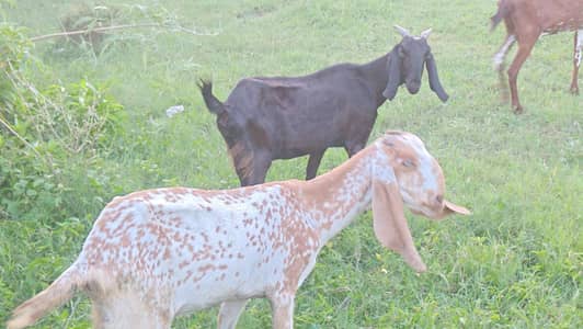 makkhi chini pure line 1 month cross confirm gaban