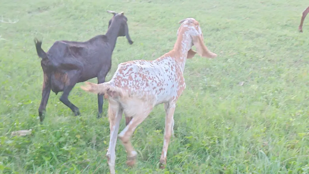 makkhi chini pure line 1 month cross confirm gaban — photo 2
