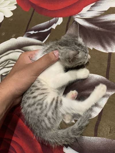 3 Cats for Adoption