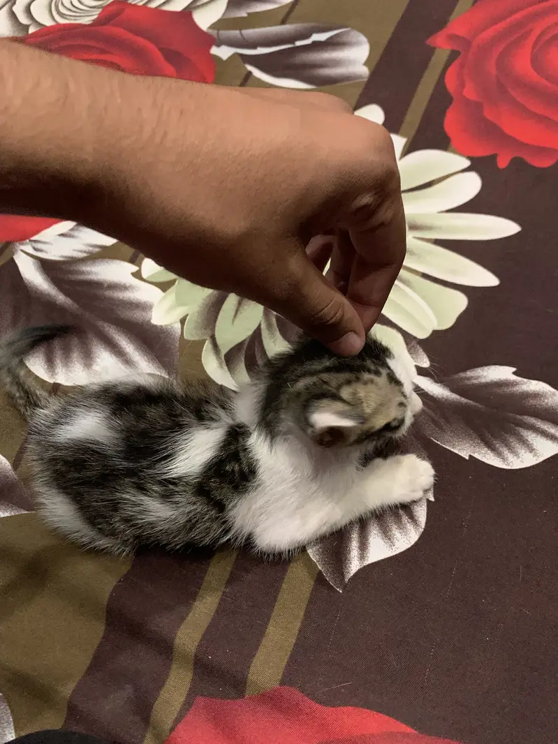 3 Cats for Adoption — photo 2