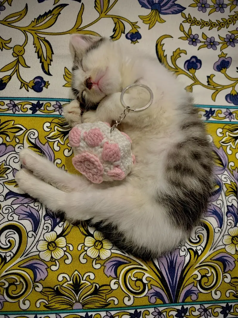 3 Cats for Adoption — photo 3