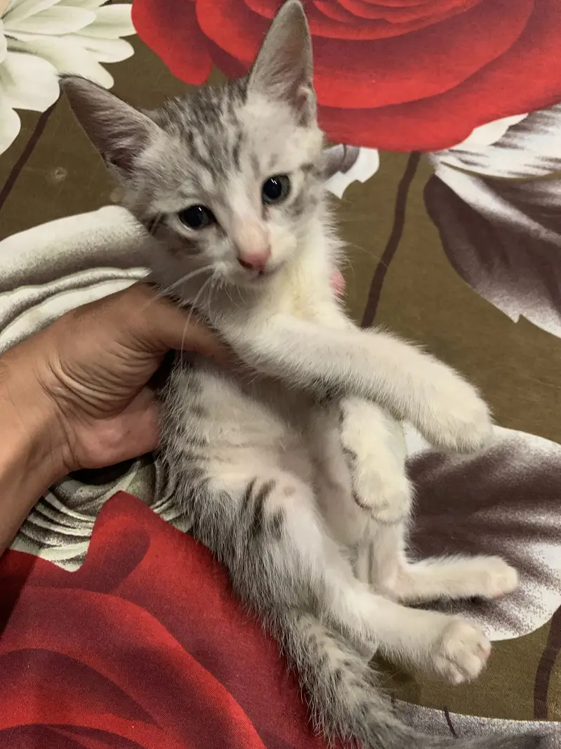 3 Cats for Adoption — photo 4